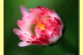 Eclosion